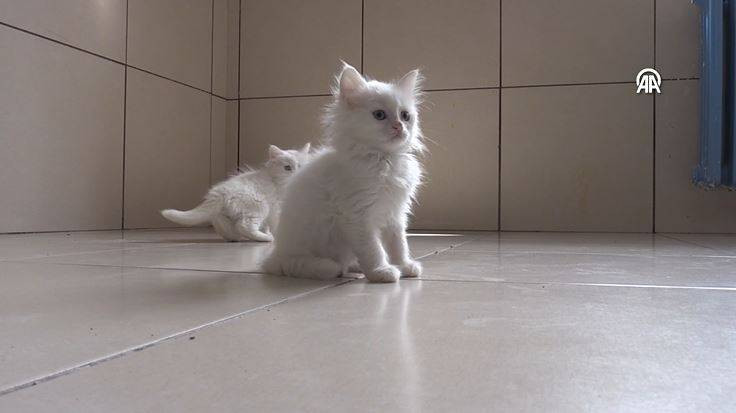 Koruma altındaki Van kedilerinden 70 yavru - Resim: 7